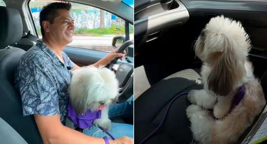 Bruno Alejandro, perrito copiloto de un taxista que causa sensación en Bogotá: "Mi mejor servicio"