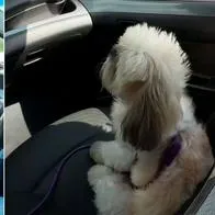 Bruno Alejandro, perrito copiloto de un taxista que causa sensación en Bogotá: 
