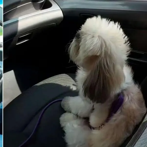 Bruno Alejandro, perrito copiloto de un taxista que causa sensación en Bogotá: "Mi mejor servicio"