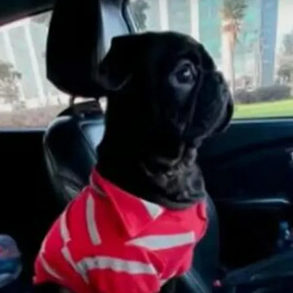 Se roban una camioneta con un perrito adentro: su familia clama por que lo regresen