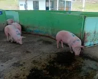 Campesino antioqueño denuncia estafa en la venta de 12 cerdos