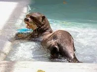 ¡Crece la familia! Nacen nuevos animales en el zoológico de Cali