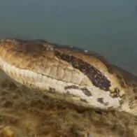 Nueva especie de anaconda gigante hallada científicos sorprende a expertos