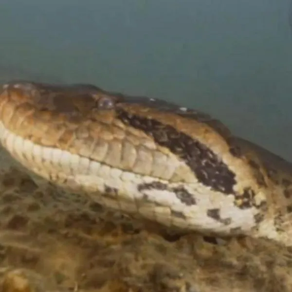 Nueva especie de anaconda gigante hallada científicos sorprende a expertos