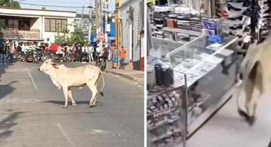 En Sincelejo, ciudadanos captaron varios videos de una vaca caminando por las calles e, incluso, ingresó a varios almacenes y locales de la ciudad.
