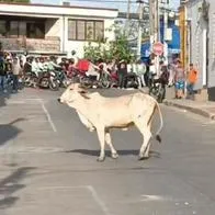 En Sincelejo, ciudadanos captaron varios videos de una vaca caminando por las calles e, incluso, ingresó a varios almacenes y locales de la ciudad.