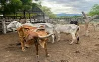 Ola de calor provocada por el fenómeno de El Niño ha matado más de 300 reses en el Huila