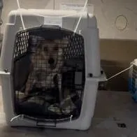 Cómo viajan los perros en aviones: video de trabajador de aeropuerto lo muestra