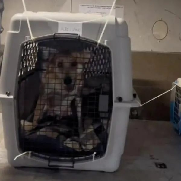 Cómo viajan los perros en aviones: video de trabajador de aeropuerto lo muestra