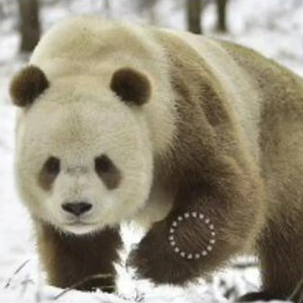 Descubrieron por qué existen pandas con pelaje café y no negro
