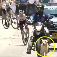 Perro, que ‘ganó’ etapa hoy en Vuelta al Tolima, Colombia, 2024; ciclistas, regados