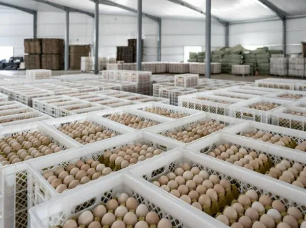 Exportación del huevo en Colombia va a llegar a Cuba.