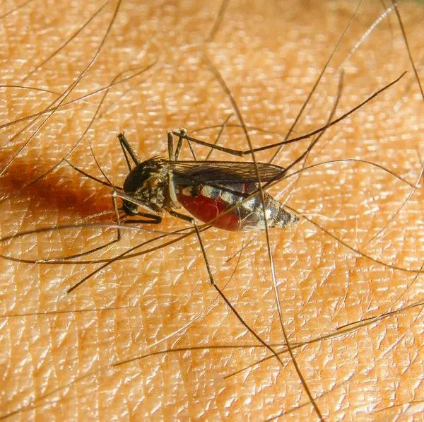 Declaran emergencia sanitaria en Pereira por brote de dengue