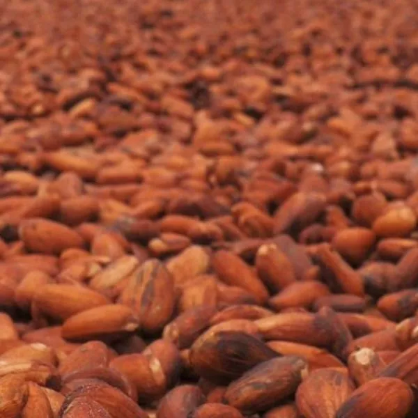 Imagen de cacao por nota sobre producción en Colombia