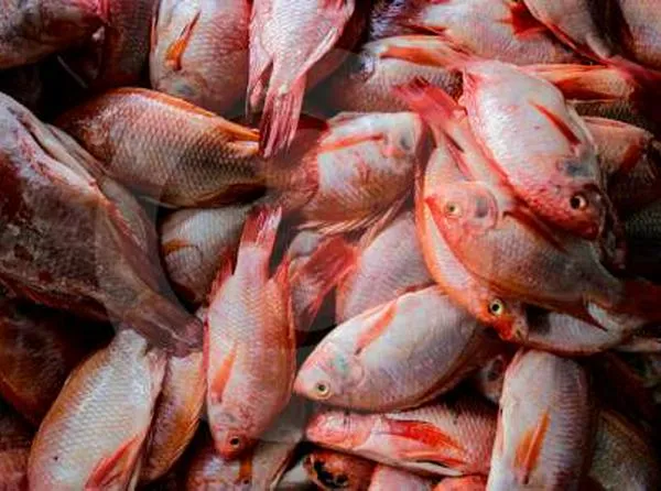 ¿Cómo comprar pescado en Semana Santa y no correr riesgos en el intento? Tenga en cuenta estas recomendaciones