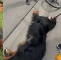 ¡Indignante! Denuncian ciclista que llevaba a un perro arrastrado por carretera