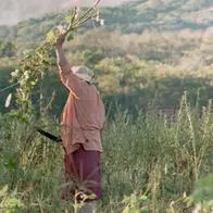 Bancos de semillas y de genética de animales: proyectos de ciencia en Colombia