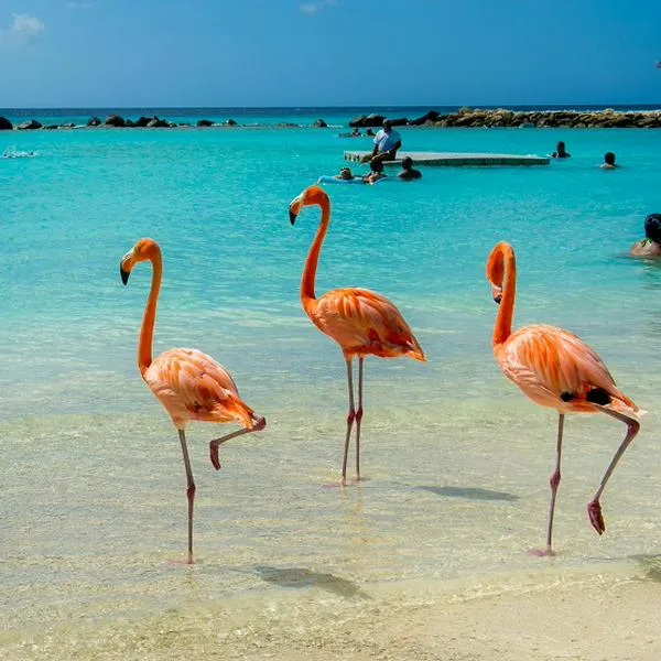 Isla de los flamencos, en nota sobre dónde queda y cuánto cuesta ir