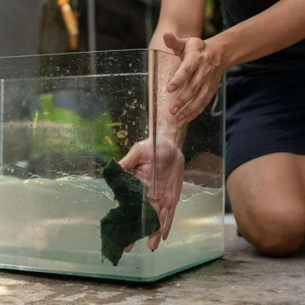 Foto de persona limpiando acuario, en nota de cuántas veces hay que cambiar el agua a los peces: pasos para hacerlo correctamente