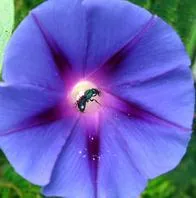 Qué hace brillar a las luciérnagas y por qué emiten ese brillo