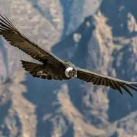 Cóndor de las Andes se puede ver en Colombia: cuánto cuesta ir a verlo