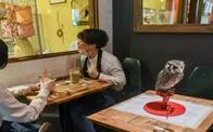 Los Cafés con animales exóticos en Japón: una tendencia controversial