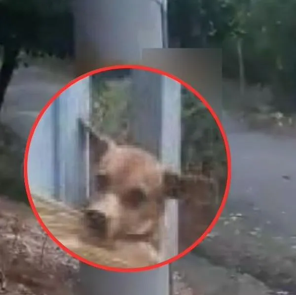 Perro fue atado con cinta por vecino en Barrancabermeja por hacer sus necesidades