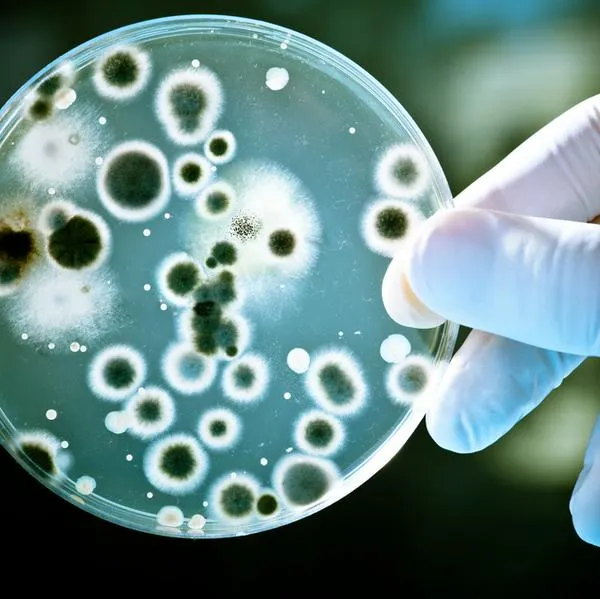 Hallaron propiedades en bacteria que serían comparables a los efectos de una quimioterapia