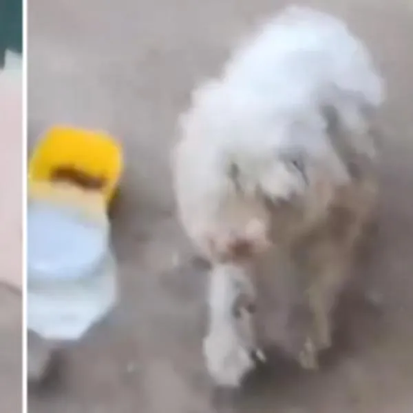 "Se metió un 'Chocolo’en el ojo" Mujer encontró a su perro cinco años después: así fue la reacción 
