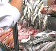 Consumo de pescado durante Semana Santa en Colombia tiene proyecciones positivas en ventas
