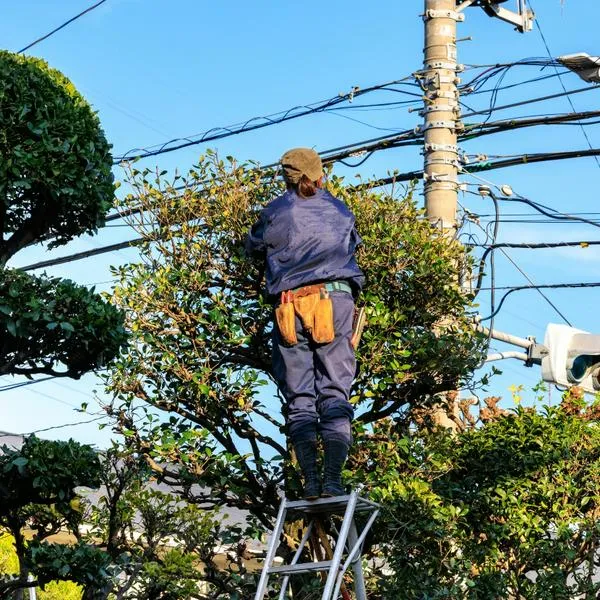 Hombre falleció mientras podaba una palmera en Palmira, Valle