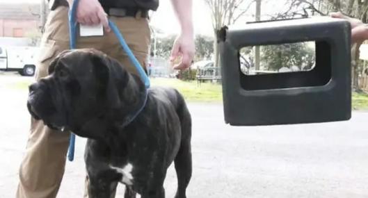 ¡Increíble! Rescataron a un perro que duró un año con una caja en la cabeza