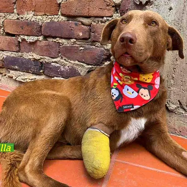 Un nuevo caso de maltrato animal se presentó en Lenguazaque, Cundinamarca, luego de que un canino fuese herido de gravedad en una de sus patas.
