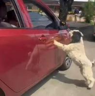Video de perro persiguiendo carro no es por abandono: aclaran qué pasó