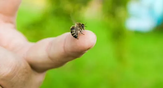 ¿Por qué la abeja muere cuando pica? 
