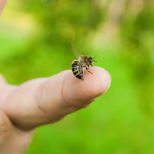 ¿Por qué la abeja muere cuando pica? 