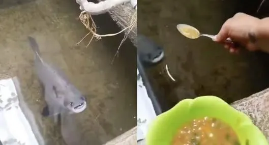 Pez toma sopa de la cuchara en video viral