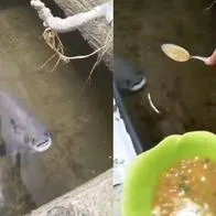 Pez toma sopa de la cuchara en video viral