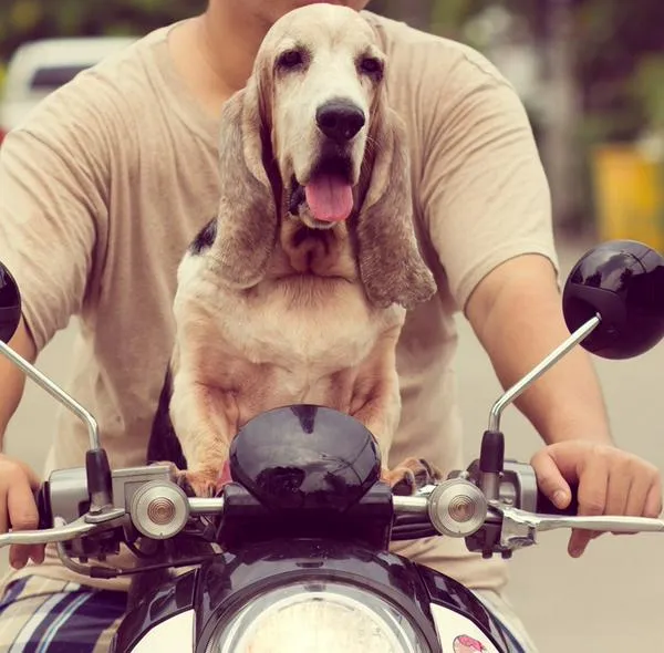  ¿Puede llevar a su gato o perro en moto en Colombia?