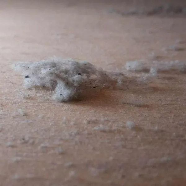 Foto de mugre en casa, en nota de cómo quitar las pelusas o pelos del suelo sin barrer.