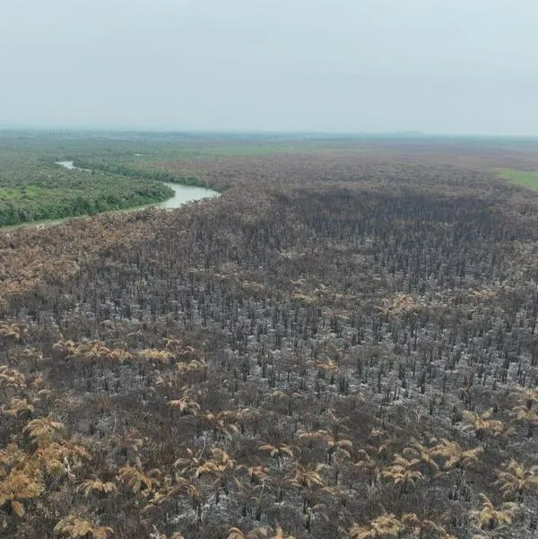 Un incendio del tamaño de Itagüí arrasó parte de la selva del Darién colombiano