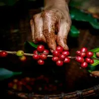 Café tuvo cambio de precio en marzo, según Federación Nacional de Cafeteros
