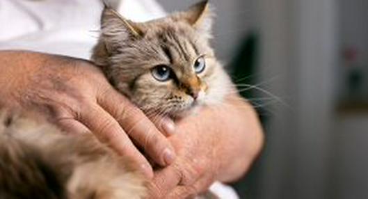 Conozca los síntomas de la diabetes en gato y cómo evitar que a su mascota le dé