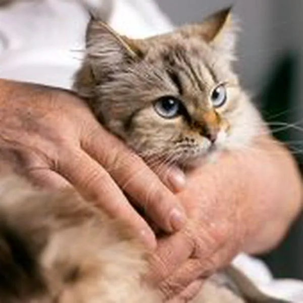 Conozca los síntomas de la diabetes en gato y cómo evitar que a su mascota le dé