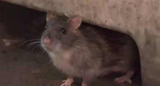 Adulto mayor terminó en el hospital por mordedura de una rata que le provocó peligrosa infección