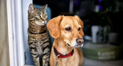 a los perros les gustan los gatitos