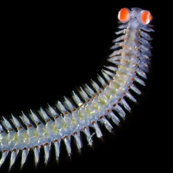 Cuál es la especie marina que tiene ojos que pesan 20 veces más que su cabeza