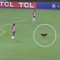 Junior empató con Universitario en Libertadores y memes por invasión de perro