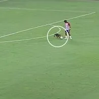 Perro que se metió en partido de Junior por Libertadores pondría al club a pagar fortuna