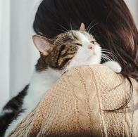 ¿Qué sienten los gatos cuando los abrazan?
